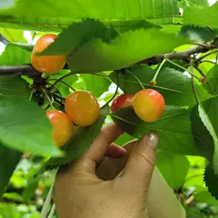 こまち園