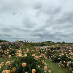 世羅高原