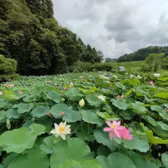 津幡町舟橋の大賀ハス(古代蓮)の池