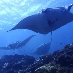 リライト石垣島