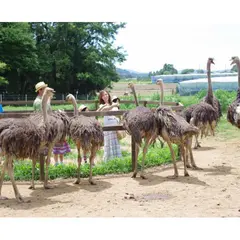 ダチョウ王国石岡ファーム