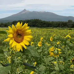 ひまわりの山里