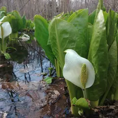 東大沼水芭蕉大群生地
