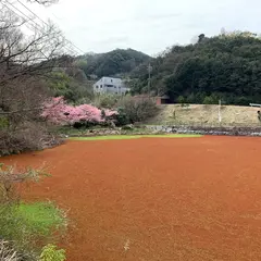 弓削島