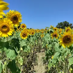 夢のひろば須田