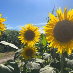 笠岡ベイファーム
