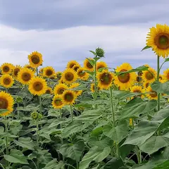 月山高原 ひまわり畑