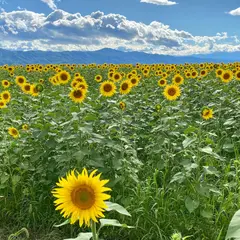 八ヶ岳エコーライン