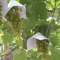 石田農園