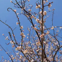 八木梅林公園