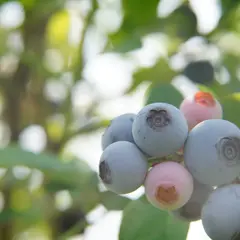 ナイトウ果樹園（ブルーベリー狩り・ぶどう狩り）