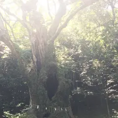 武雄の大楠