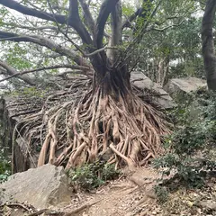西平椿公園