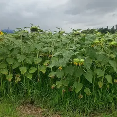 ひまわりのさんぽみち