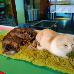 ふわふわ