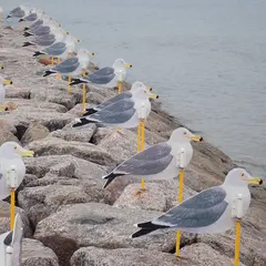 カモメの駐車場