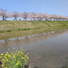 おの桜づつみ回廊