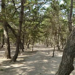 慶野松原海水浴場