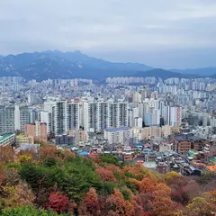 新沙洞 ヒノキの森