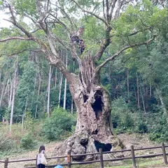 武雄の大楠