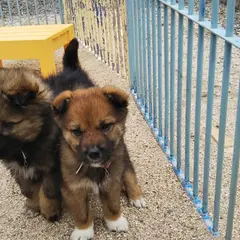 広島県動物愛護センター