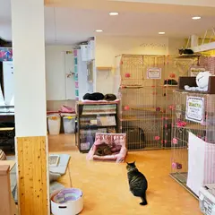 保護猫カフェ 猫の恵庭