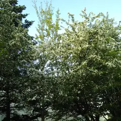 〒060-0004 北海道札幌市中央区北４条西３丁目