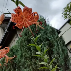 藤が岡