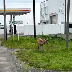 斗夢ソーヤ