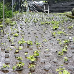 菊池わさび園