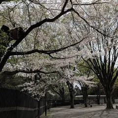 神代植物園駐車場