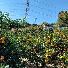 阪口農園