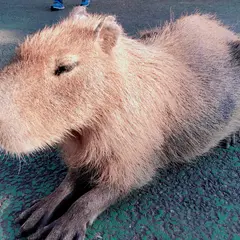 伊豆シャボテン動物公園