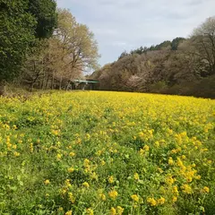矢指市民の森