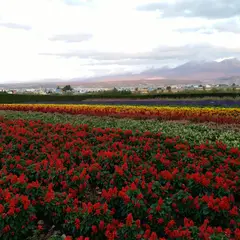 東大演習林