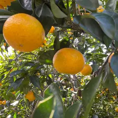 鈴木園