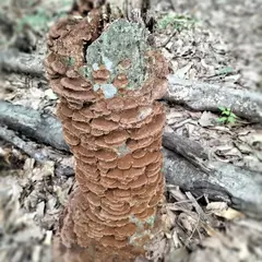 トトロの森８号地