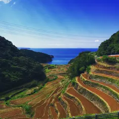 浜野浦の棚田
