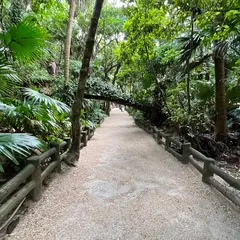 青島亜熱帯性植物群落