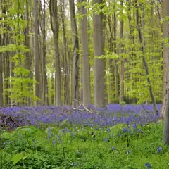 Hallerbos