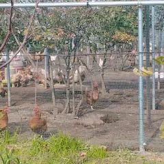 カナルファーム