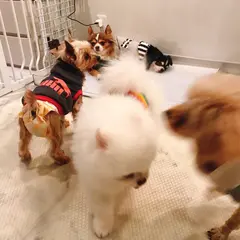ANELLA CAFE (保護犬 猫シェルター＆ふれあいカフェ)