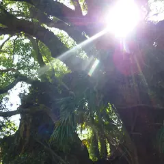 大山祇神社 奥の院
