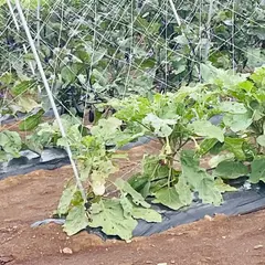 小野農園