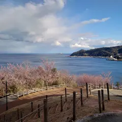 さくらの名所散策路(四季の道)