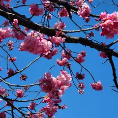 東永谷桜台公園