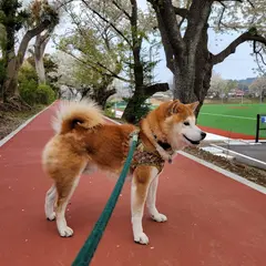 伊東市 市民体育センター
