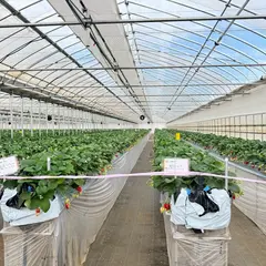 津田農園 （いちご直売所、いちご狩り）(すいか、とうもろこし)