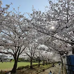 仁田さくら公園