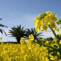伊良湖菜の花ガーデン